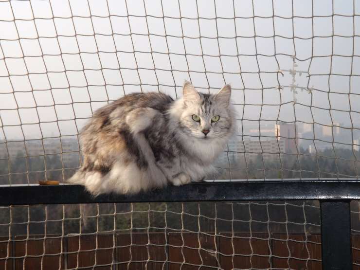 Gatto sulla rete