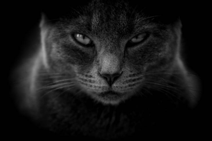 Il gatto ha paura del buio
