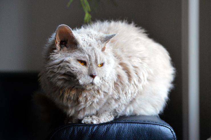 Il gatto non ci vuole più bene
