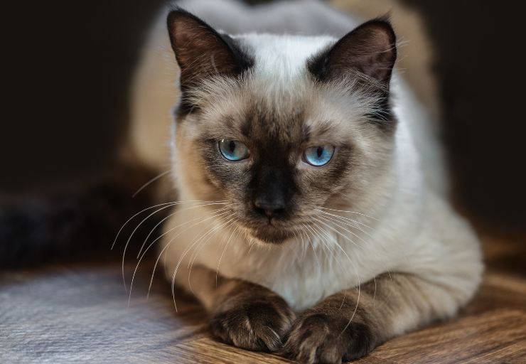 Felino splendido