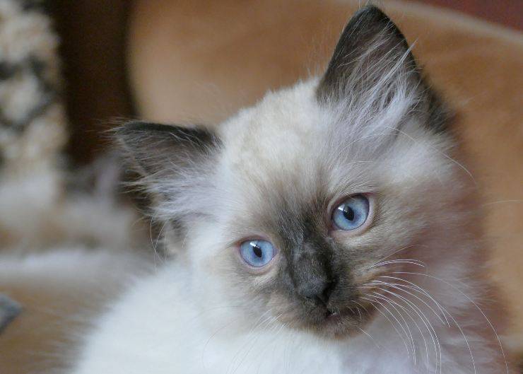 Gatti che amano la casa