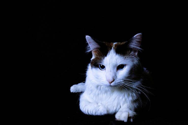 Gattino