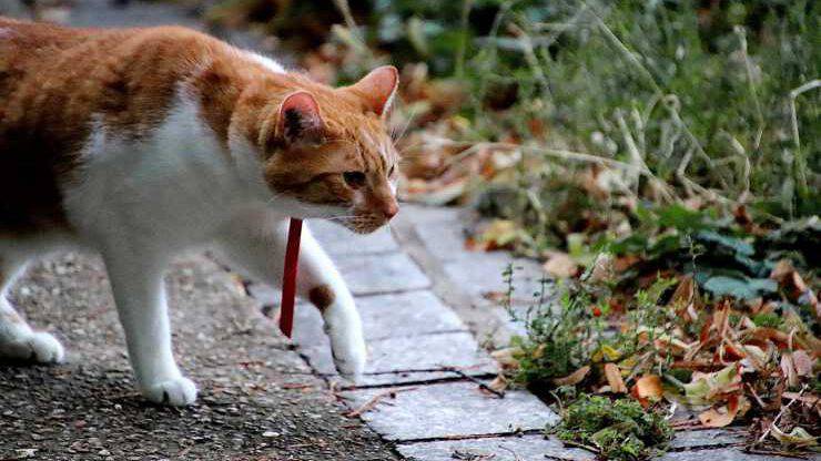 Gatto