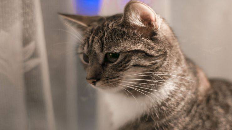 Gatto castrato monta Gatto castrato monta