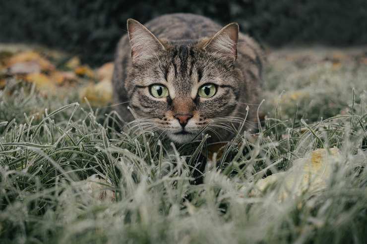 Felino sta cacciando