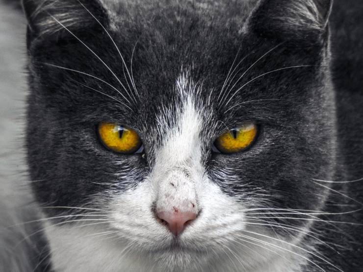 gatto spaventato