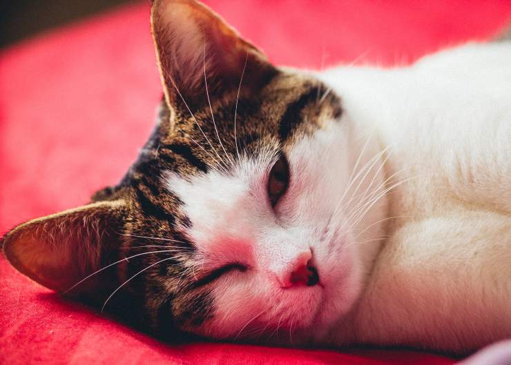 Gatto fa un pisolino