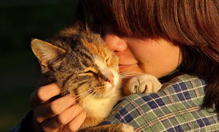 coccole al gatto