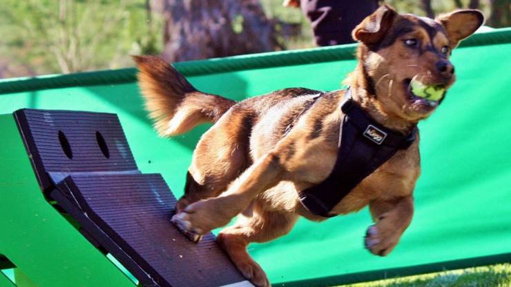 Come giocare a Flyball con il cane: uno sport dinamico e veloce Come giocare a Flyball con il cane