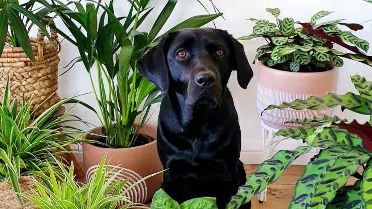 Come impedire al cane di distruggere le piante in casa: utili consigli Come impedire al cane di distruggere le piante