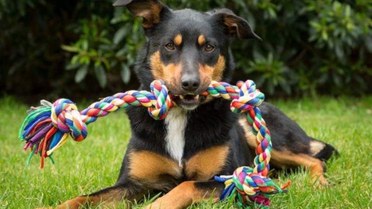 come pulire i giochi del cane