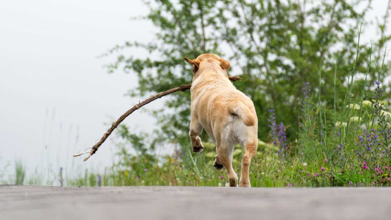 comportamento cane smarrito