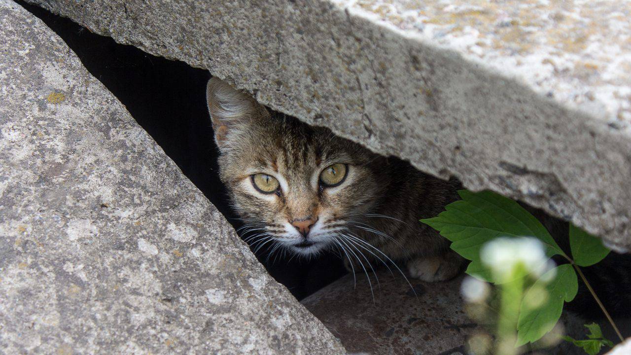 gatto nascosto comportamento gatto smarrito