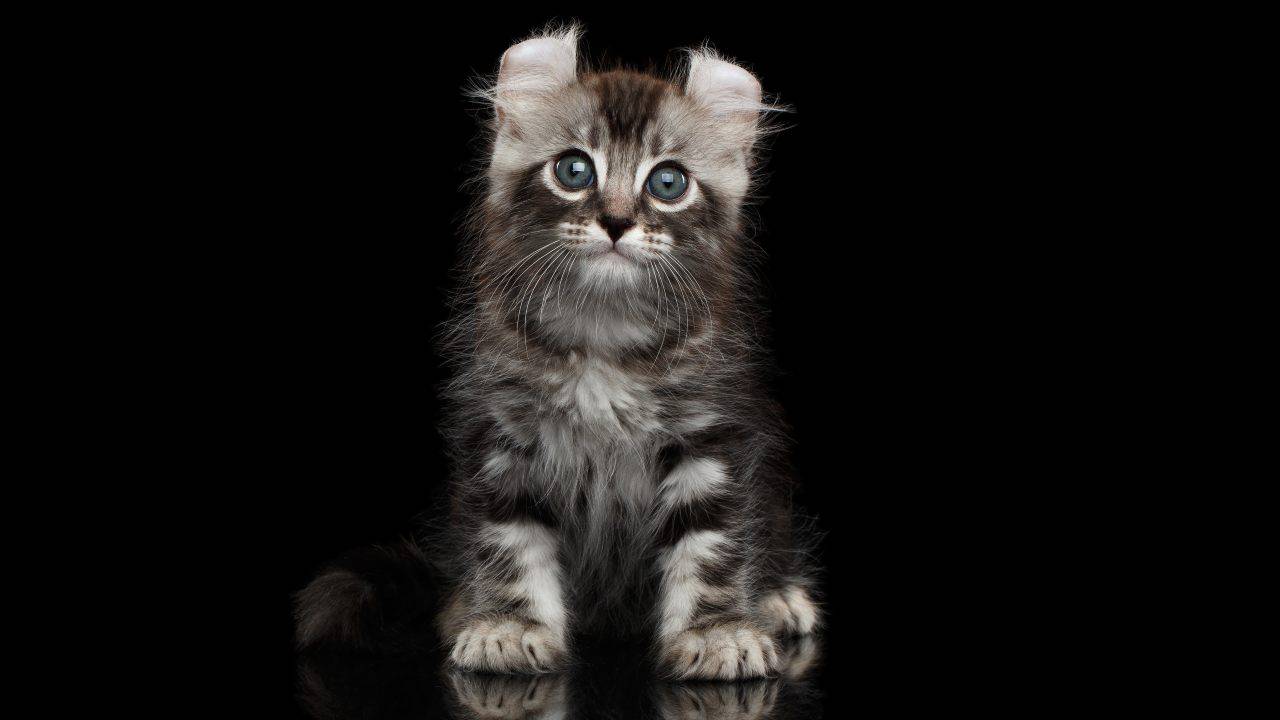 american curl longhair cura american curl longhair
