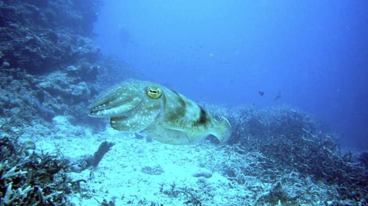 curiosità molluschi