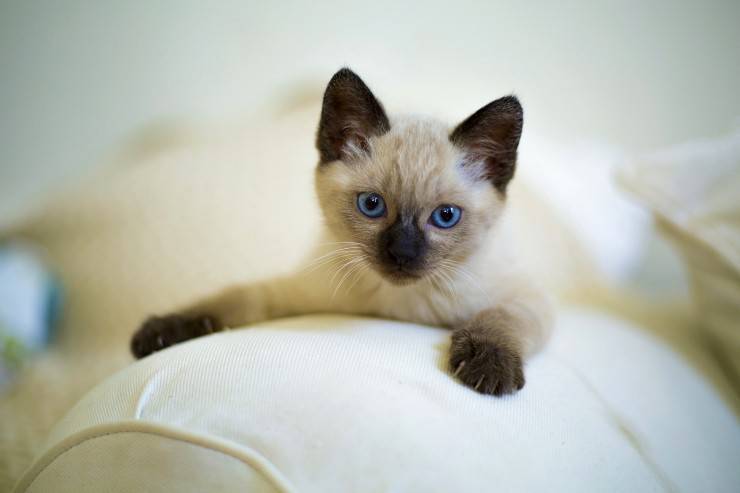 Razze feline che amano la casa