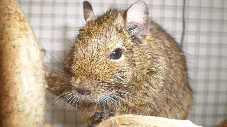 Il degus ha paura del gatto?