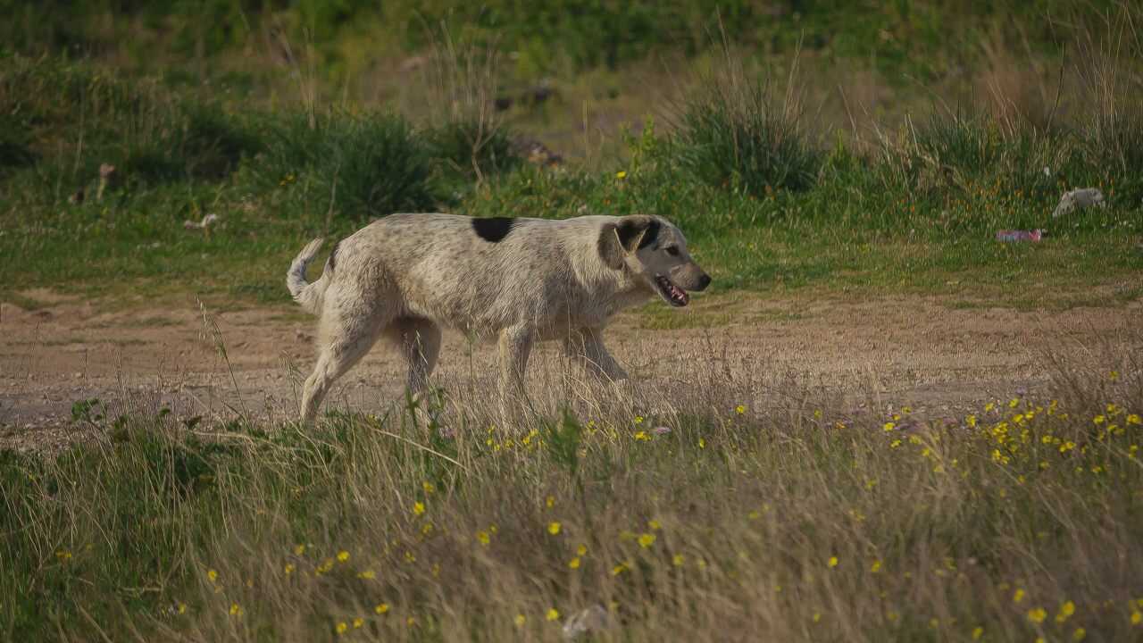 cane randagio Differenze tra cane domestico e randagio: cosa cambia tra i due animali
