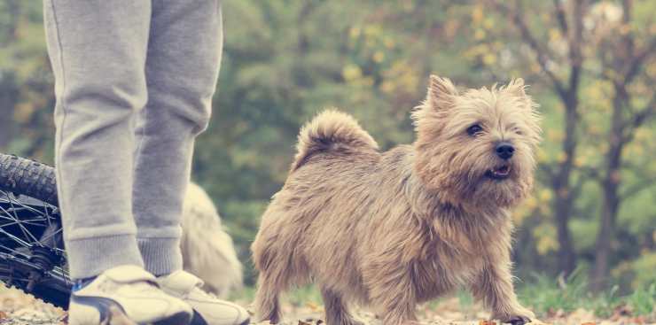 Cane a spasso (Foto Pixabay)