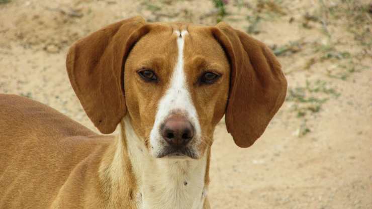 Il cane in primo piano (Foto Pixabay)