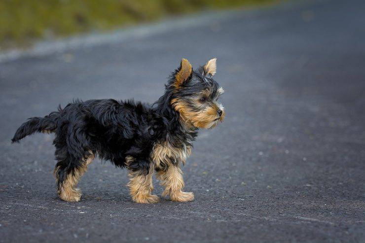 cane cieco auto transito
