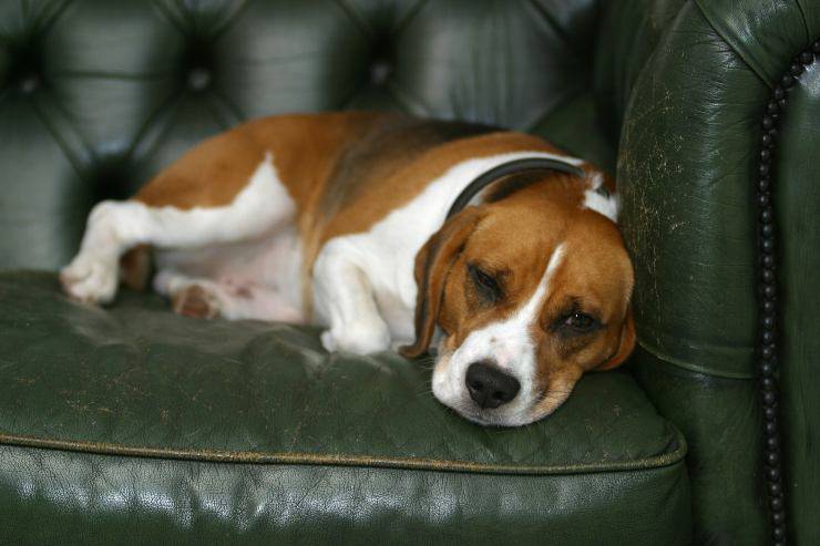 Stranguria nel cane Stranguria nel cane