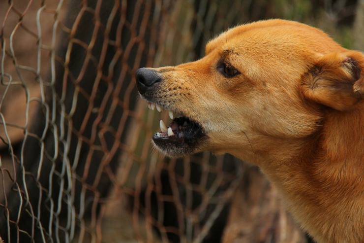 Il cane ringhia alle persone Il cane ringhia alle persone