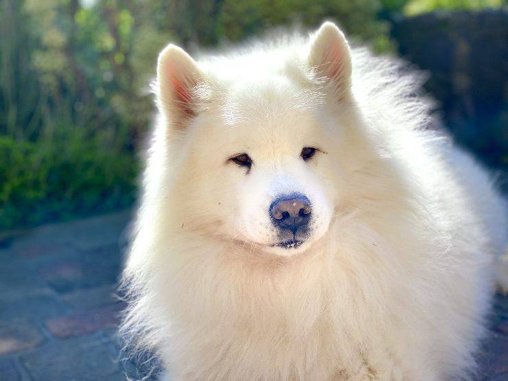 I cani più morbidi