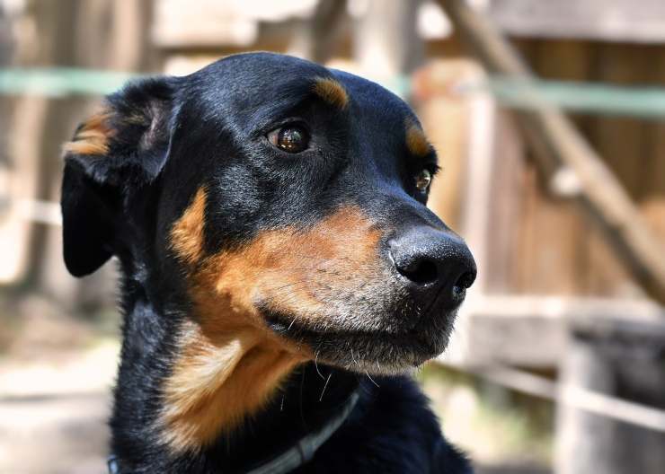 uomo nega proprietario cane abbandonarlo