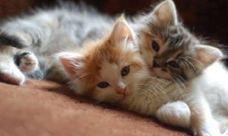 due gattini