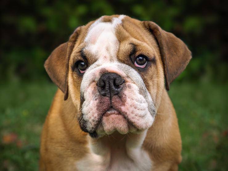 Cagnolino stupendo