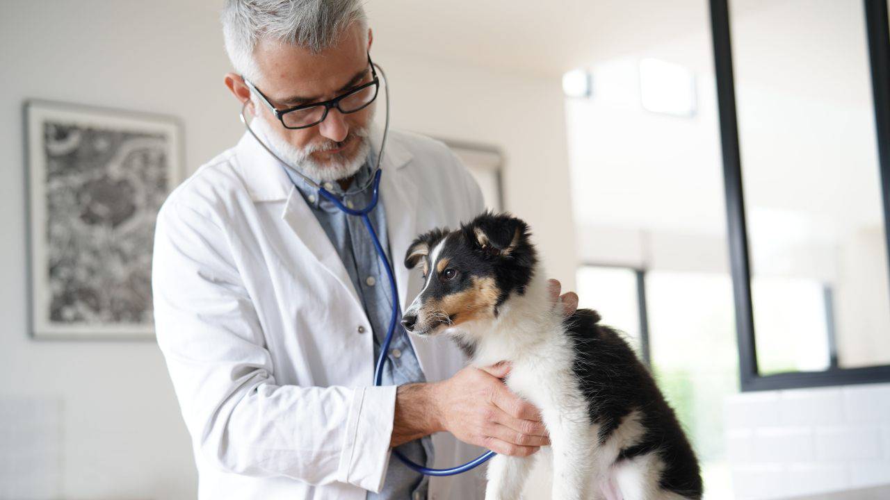 cane dal veterinario ernia diaframmatica cane