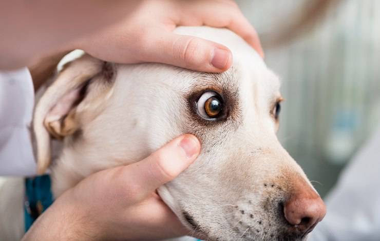 esoftalmo nel cane