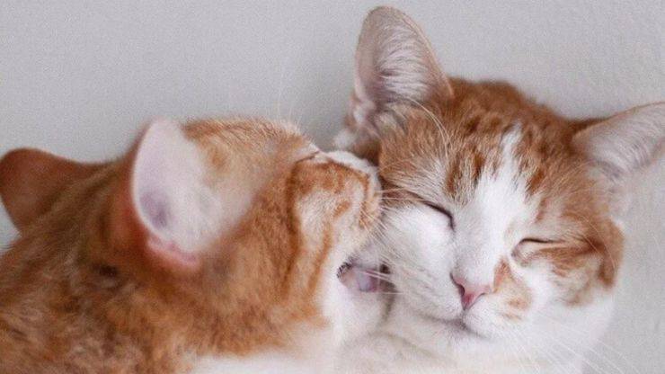 gatti che giocano