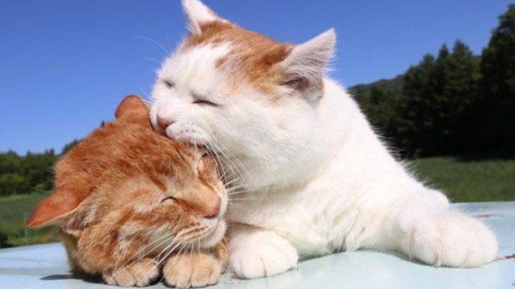 gatti che si mordono tra loro