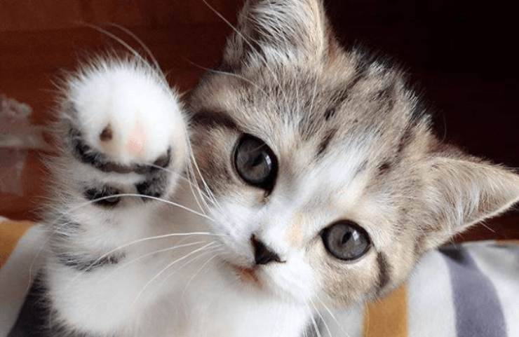 gattino