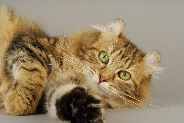 gatto 1