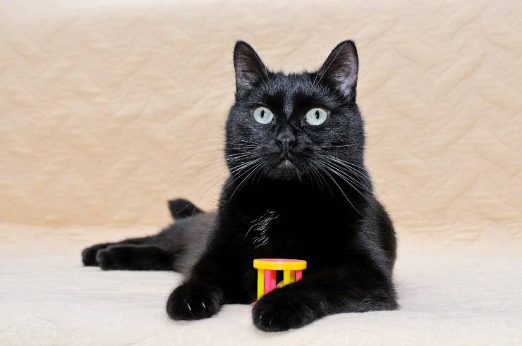 gatto Bombay malattie