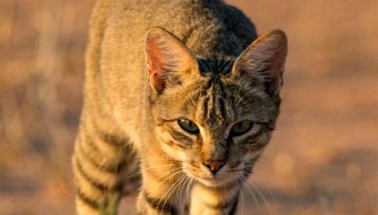 gatto africano