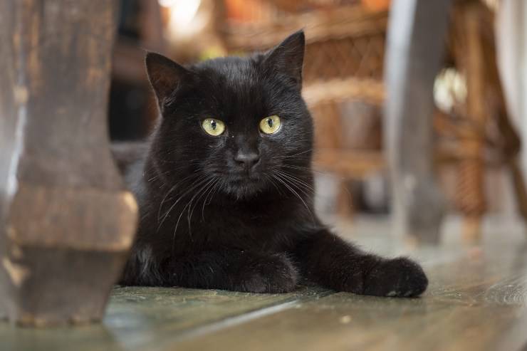 Gatto Bombay