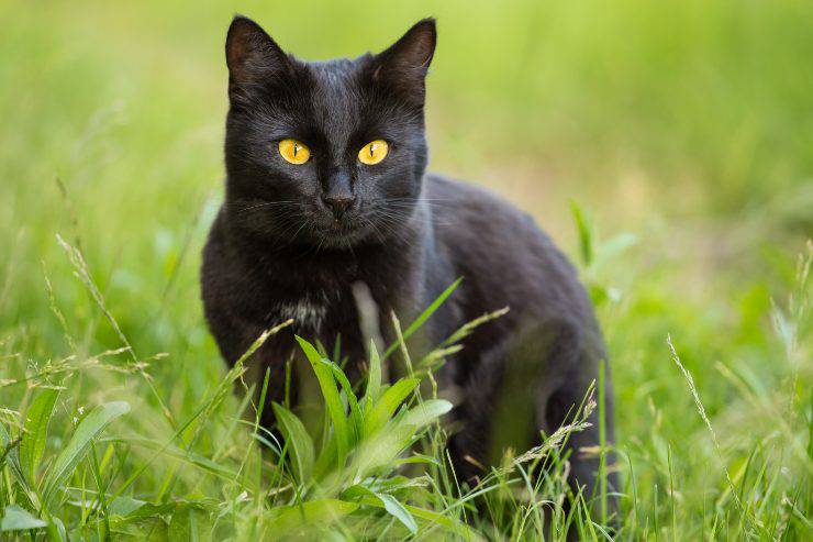 gatto bombay