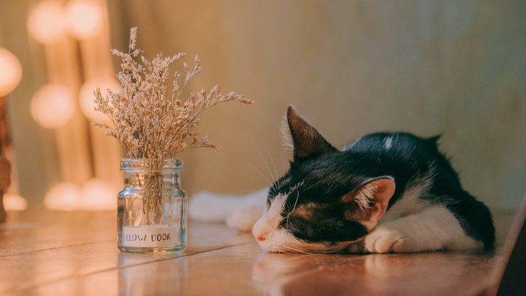 gatto che dorme