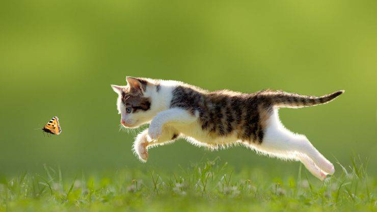 gatto che gioca all'aperto