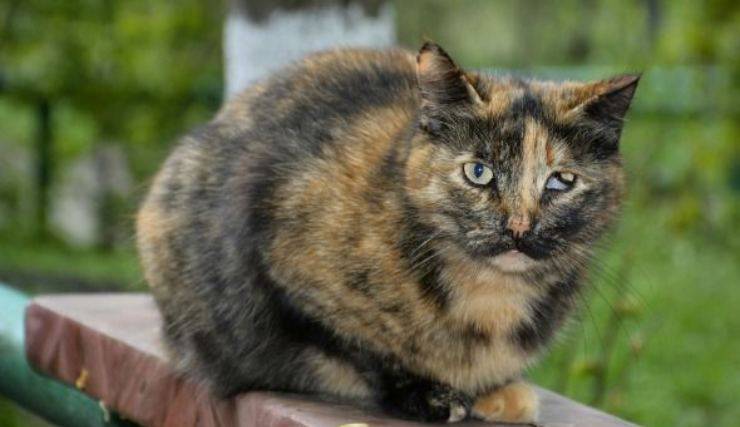 gatto con problema agli occhi