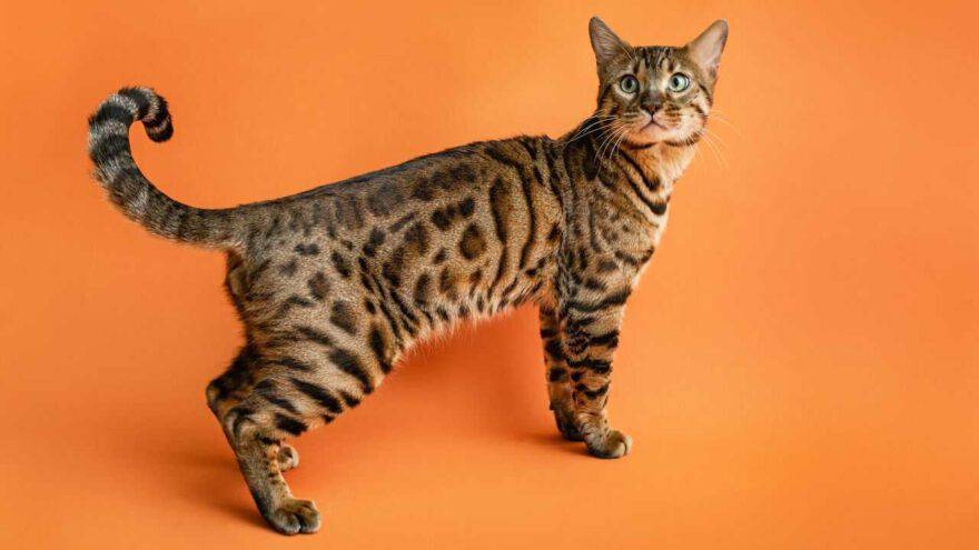 gatto del bengala