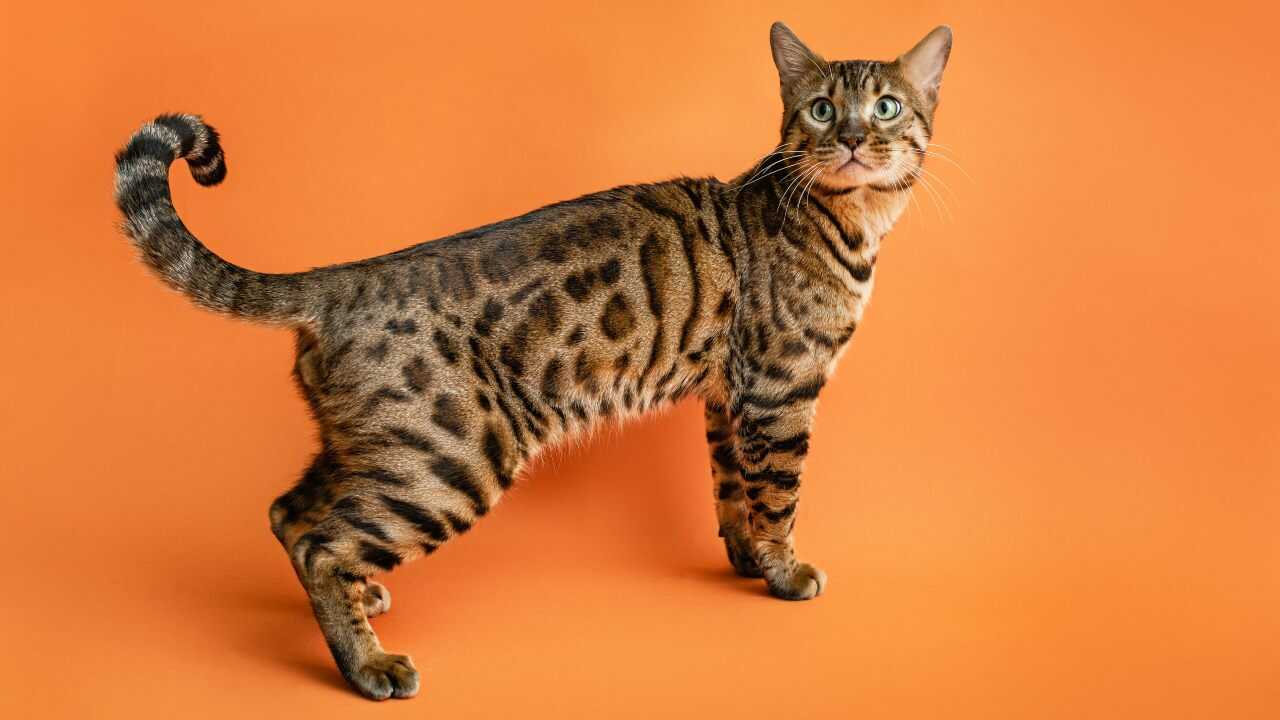 gatto leopardato
