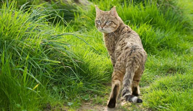 gatto di Bieti