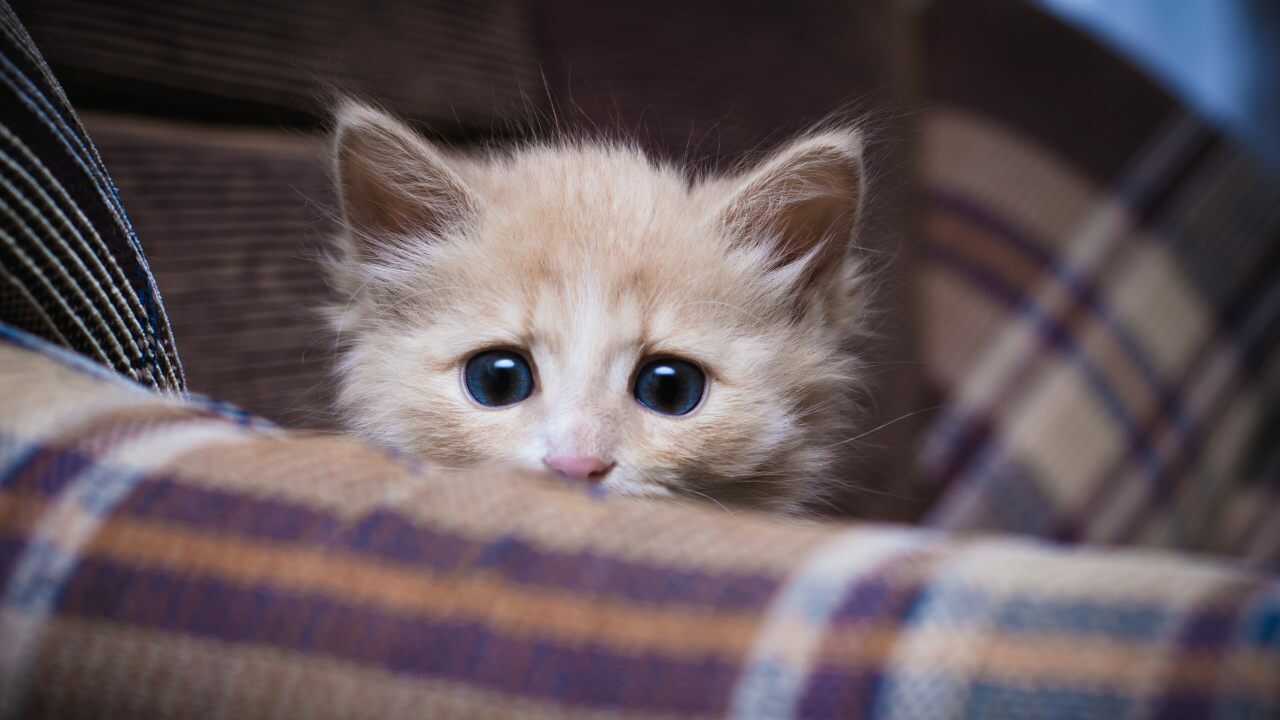 gatto paura vento