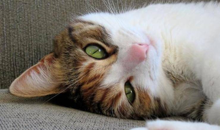 gatto sdraiato