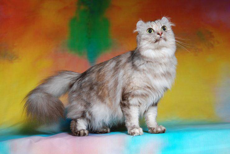 gatto 1
